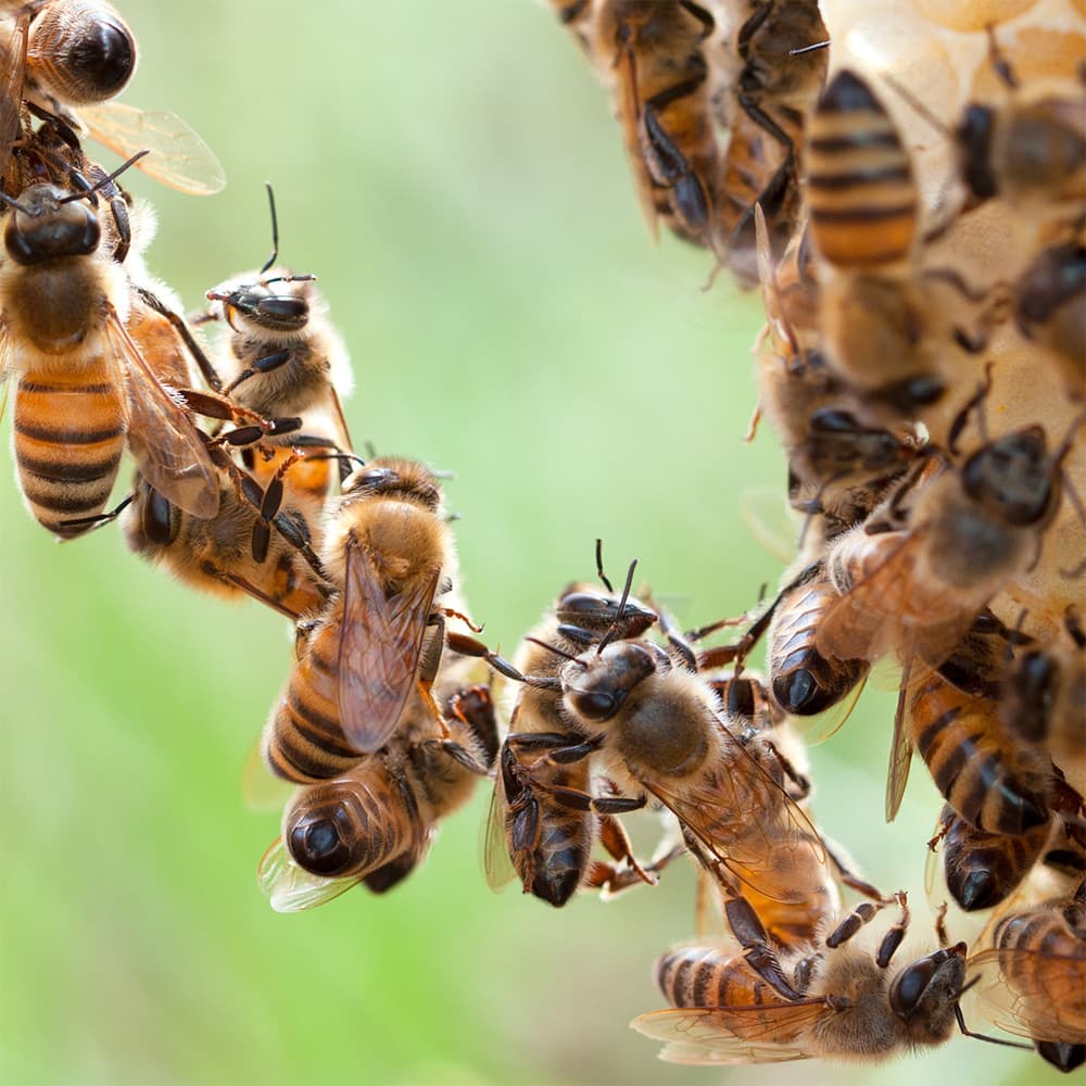 Bees teamwork end