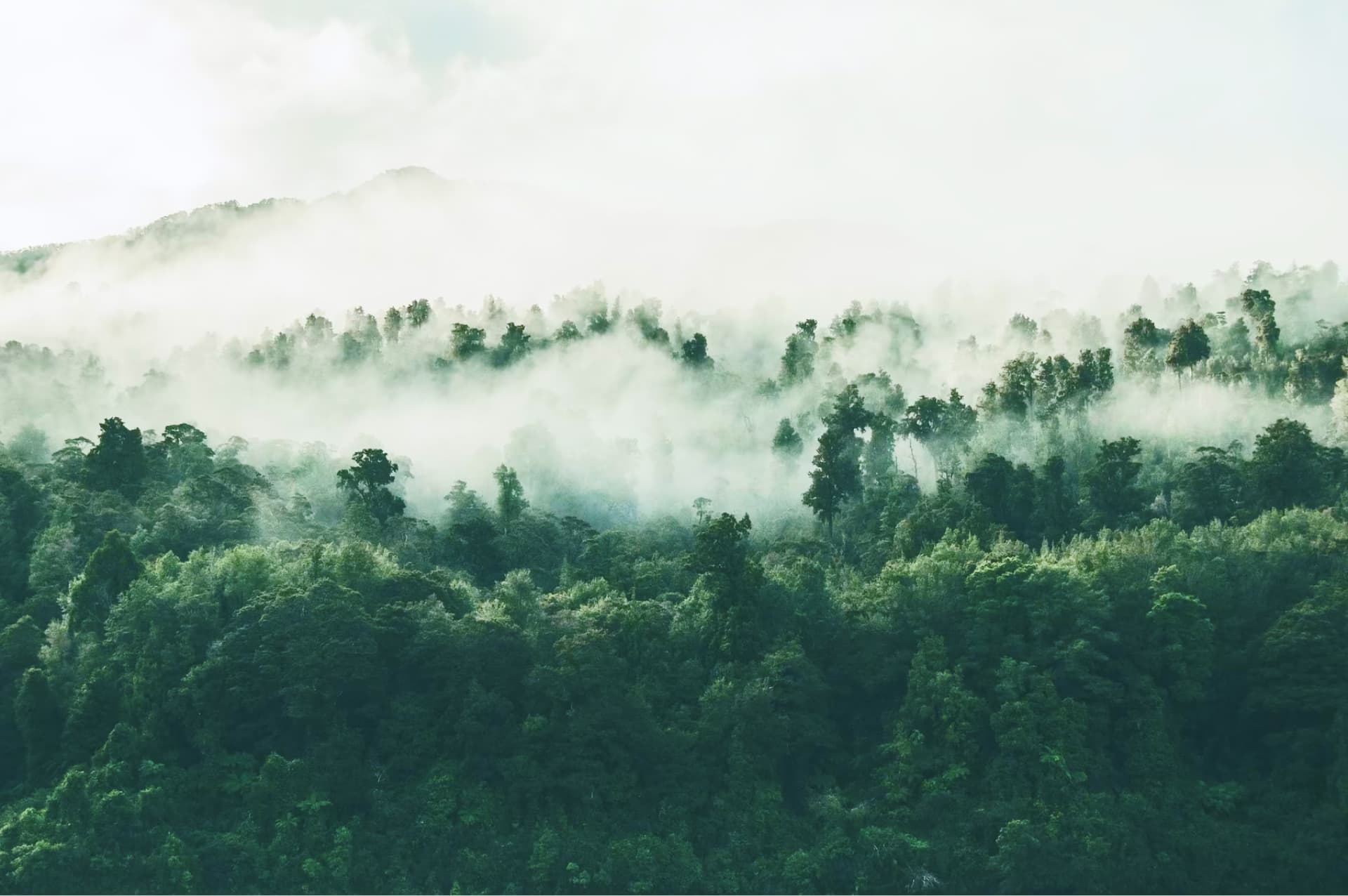 Forest with mist