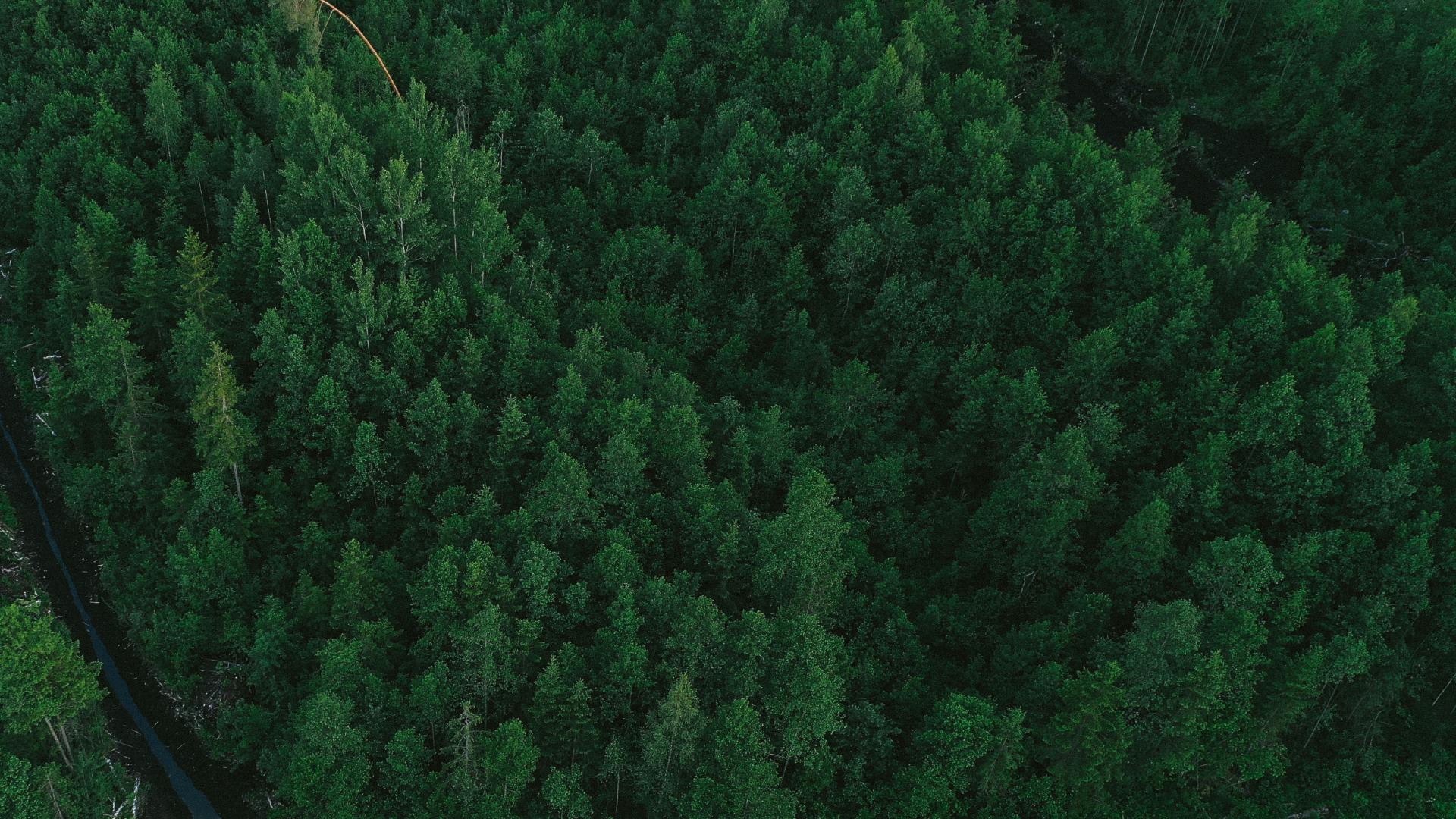 Forest aerial photo
