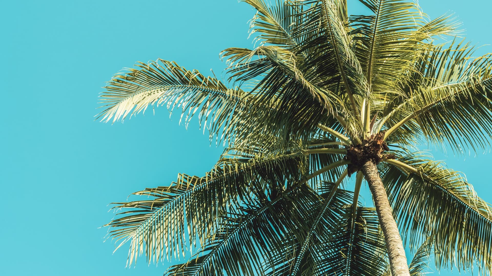 Holiday season background